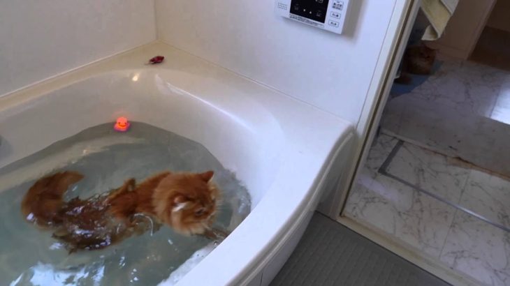 【マンチカンズ】猫がアヒルを追ってドボン~ A cat fell into the bath-tub 2~