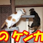 猫のケンカCat’s fight