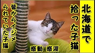 【感動 泣ける話 猫】北海道の山中で拾ったみすぼらしい子猫の話・これも何かの縁だろうと思う（猫 感動 泣ける話 保護 涙腺崩壊 感涙 動物 動画 里親)招き猫ちゃんねる