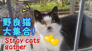 野良猫が大集合！ご飯が欲しいネコ・・・うちの猫ちゃんたちカワイイTV