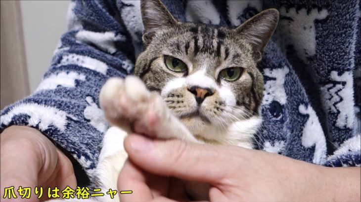 爪切り中とは思えぬほどのリラックスぶりな猫リキちゃん☆実はゴロゴロ言ってますｗ☆猫の爪切り【リキちゃんねる　猫動画】Cat video　キジトラ猫との暮らし
