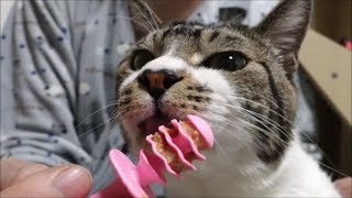 寄り目でペロペロする姿が可愛すぎる猫リキちゃん☆ペロキャンディもおてても舐めまくり！【リキちゃんねる　猫動画】Cat video　キジトラ猫との暮らし