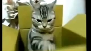 【猫おもしろ】猫の可愛いハプニング集！