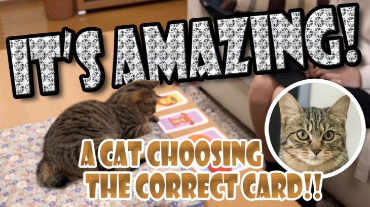 A Cat Choosing the Correct Card!!　カードを当てる猫