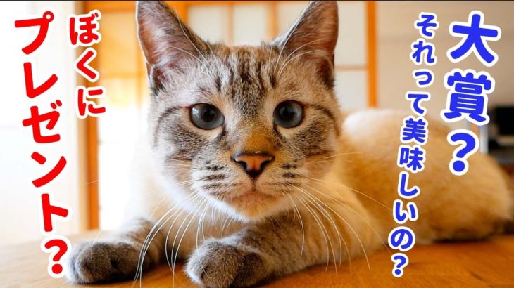 【祝！大賞受賞】猫のデュフィが2019年のにゃんこ大賞をいただきました