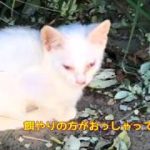 目がただれた白い子猫 母猫がかわいい子猫を・・・