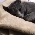 人間みたいに布団で寝てる猫がカワイイ（ロシアンブルー）