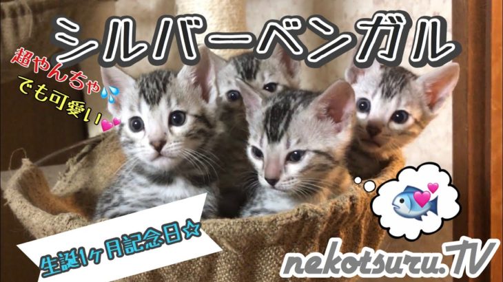 【感謝】シルバーベンガル猫のかわいい子猫が出産から生後1ヶ月になったよ！Bengal Cat Kittens