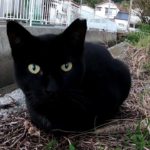 漁港の街で人懐っこい黒猫に出会った