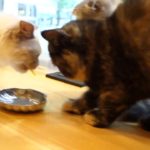 猫カフェで幸せいっぱいねこあつめ☆CAT CAFÉ☕️