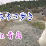 【Japan’s Cat Island】日本ネコ歩き in 「青島」:Aoshima Island