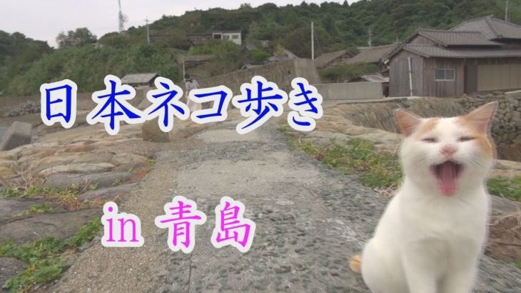 【Japan’s Cat Island】日本ネコ歩き in 「青島」:Aoshima Island