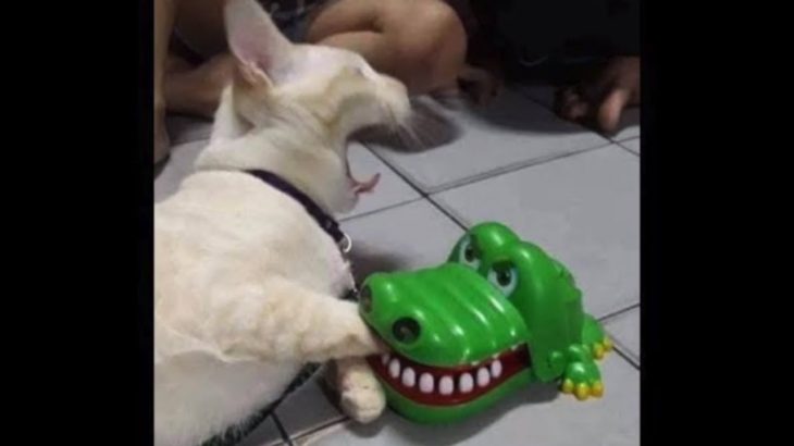 犬 猫ドッキリ 何回見ても笑っちゃう犬 猫の面白いハプニング 失敗画像集 Dougabu ネコ課