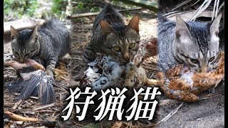 【希少な狩猟猫】人間の食糧を獲って来てくれる偉い猫【ドキュメントノネコ】