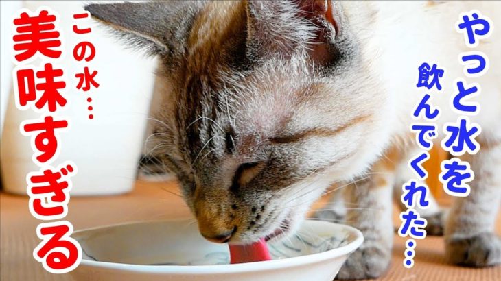 水を飲まない猫もコレを使えばゴクゴク飲むようになりました
