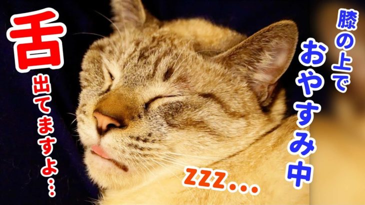 膝の上で眠る猫が舌をしまい忘れてるのがかわいすぎるんですけど…