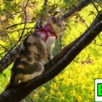 桜の木に登り春の絶景を眺める三毛猫姉さん【Eng CC】