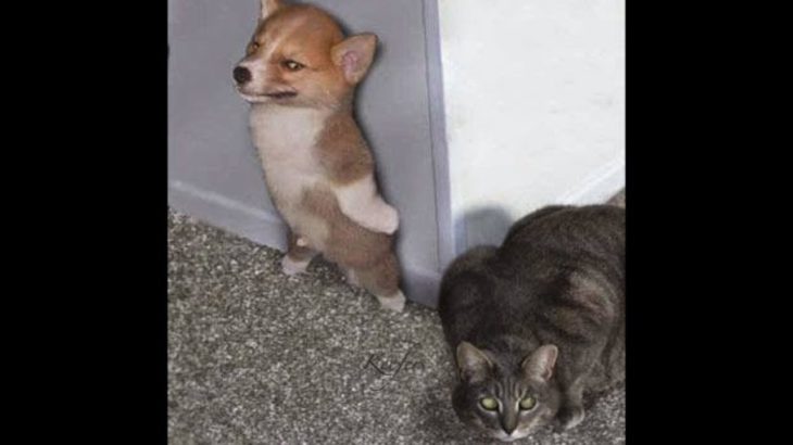 6秒で笑える 最高におもしろい犬 猫のハプニング 失敗動画集 かわいい犬 かわいい猫 Dougabu ネコ課