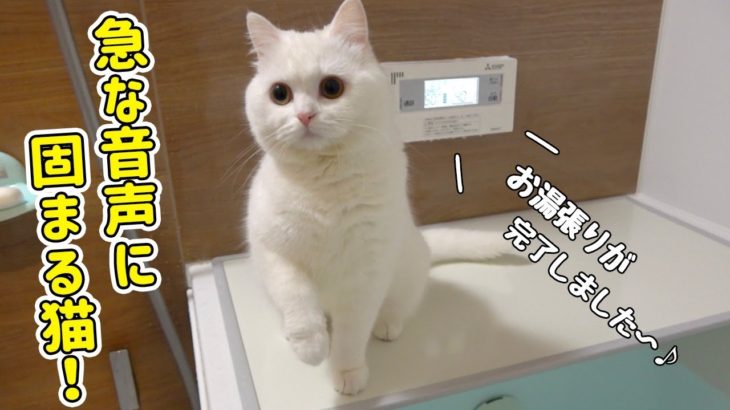 お湯張りの音声にビックリする猫が可愛すぎた…！！！