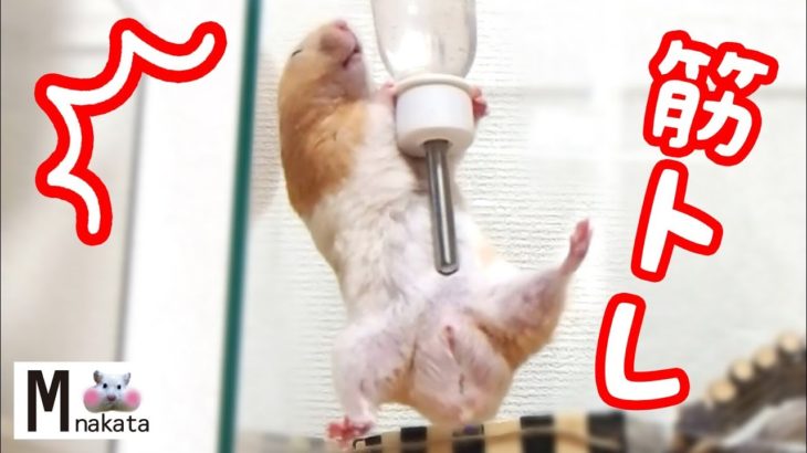 【おもしろ動物】超笑える!筋トレハムスターの最高におもしろいハプニング集!可愛い癒しMuscular hamster’s best interesting happening collection!