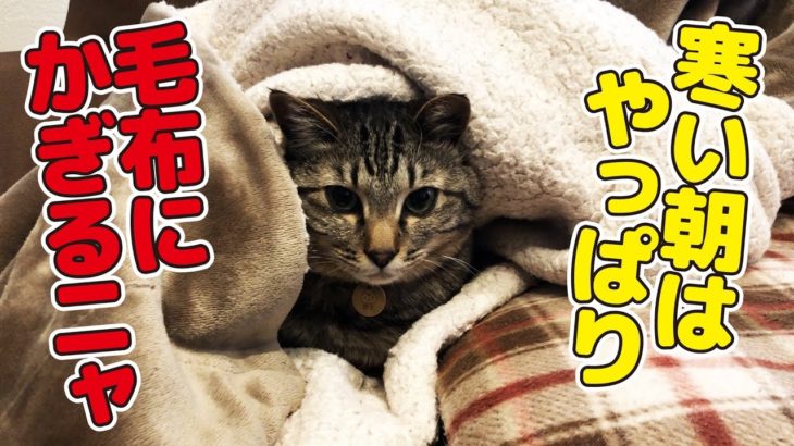 早朝に猫さんが寒そうにしていたので毛布で包んでみた！