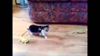 トカゲにビックリして　転げ回る子猫　ニャンコ　（猫　おもしろ　お笑い　動画）Kitty cat VS Lizard
