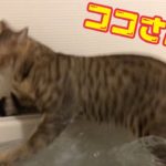 保護猫ココさん、お風呂に落ちる。cat fall in the bath