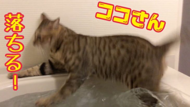 保護猫ココさん、お風呂に落ちる。cat fall in the bath