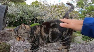 岩の上に座る野良猫をナデナデすると小さくフミフミしてカワイイ