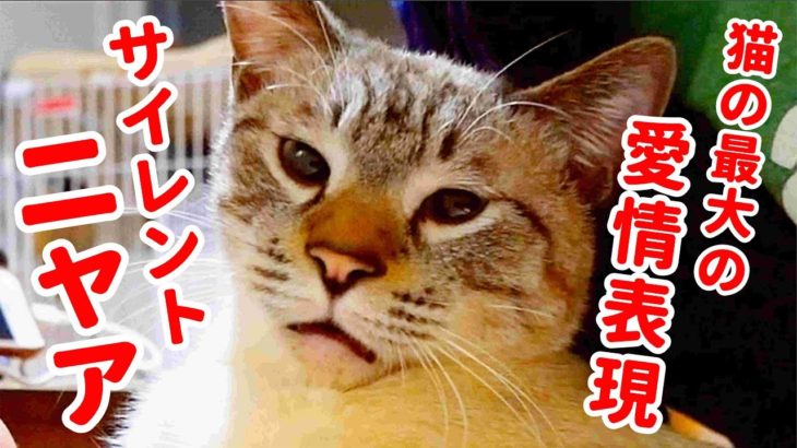 甘えん坊猫の愛情表現がかわいすぎて閲覧注意【サイレントニャー】
