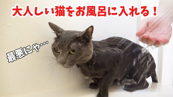大人しい猫をお風呂に入れます【ハム編】