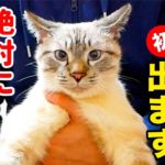 【朗報】猫のデュフィがテレビに初出演しました!!【見逃し配信あり】