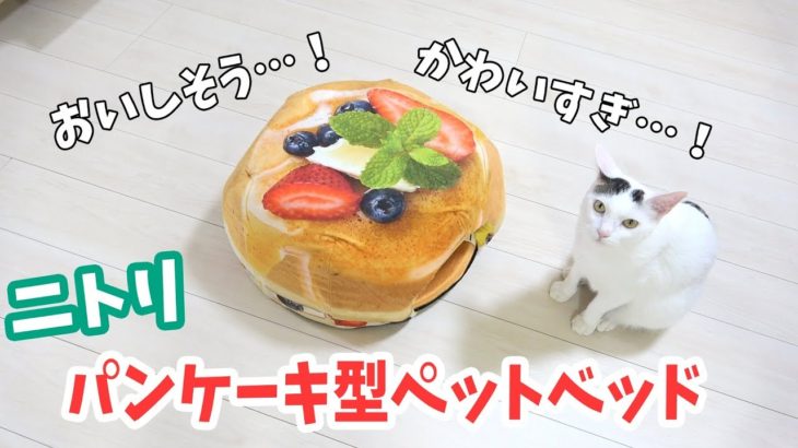ニトリのパンケーキ型の猫用ベッド買ったら可愛すぎた…！