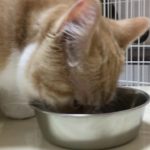 元気になっていっぱいご飯を食べる子猫がカワイイ