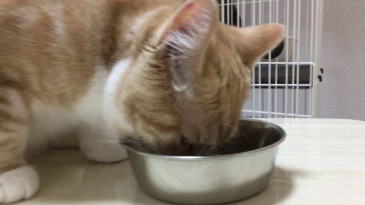 元気になっていっぱいご飯を食べる子猫がカワイイ