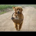 2019「絶対笑う」最高におもしろ犬,猫,動物のハプニング, 失敗画像集 #35