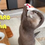 カワウソコタローとハナ　もちもちマシュマロ猫に大喜びする姿がカワイイ　Otter Kotaro&Hana Love Soft Plush Cat Toy