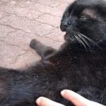 トントンしたら不思議な声を出した黒猫w かわいい猫動画