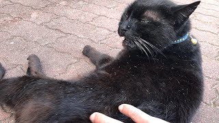 トントンしたら不思議な声を出した黒猫w かわいい猫動画