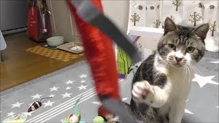興味ないおもちゃかと思いきや突然覚醒するねこ☆猫パンチ炸裂・イノシシの如く猛ダッシュ【リキちゃんねる】Cat video