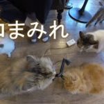 VR 360 japanese cat cafe 猫たちに囲まれたい人どうぞ
