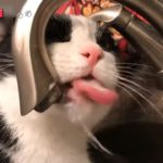 「絶対笑う」最高におもしろ 猫のハプニング, 失敗動画集・かわいい猫