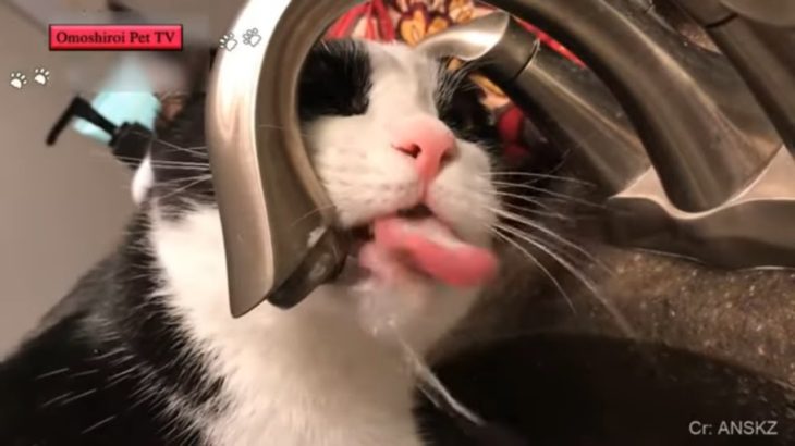 「絶対笑う」最高におもしろ 猫のハプニング, 失敗動画集・かわいい猫