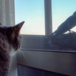 ウキャキャなネコ達と余裕のカラス – Cats vs Crow –