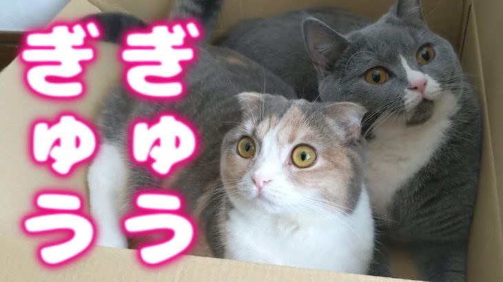 【神ぎゅう】箱に一緒に入る猫たちがカワイイすぎる！