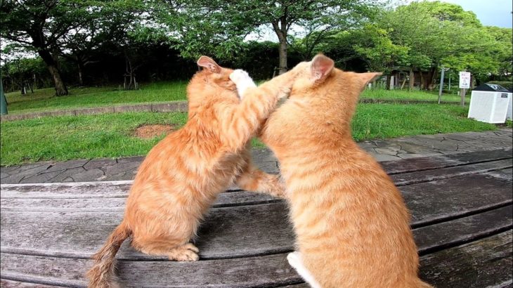 公園のベンチにいた子猫の兄弟がカワイイ