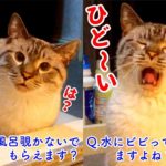 【しゃべる猫】風呂を覗きにきた猫の言い訳が饒舌すぎる件