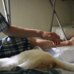 下半身麻痺の猫の排尿のさせ方 (ネコ田家流)