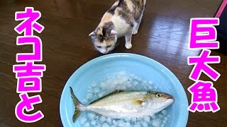 大きなお魚にビックリな猫　Cat amazed at the big fish