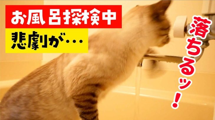 お風呂のお湯張りを監視する猫にハプニングが起きました…